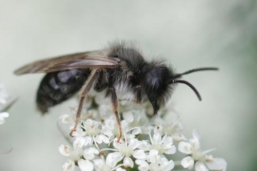 Andrena vaga